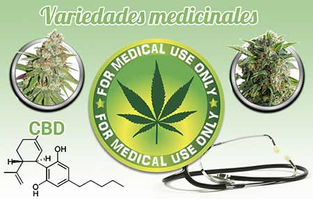 Cannabis Medicinal