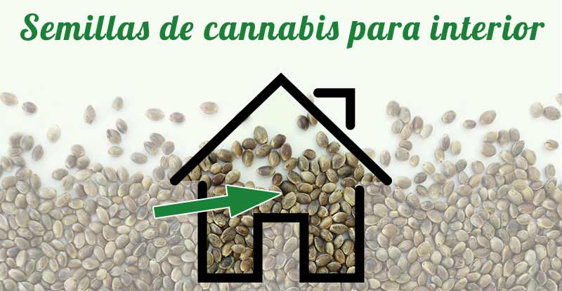 Comprar semillas de cannabis para interior