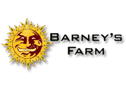 Compre Sementes de Cannabis Barney's Farm em Hipersemillas