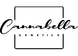 Compre Sementes de Cannabis Cannabella Genetics em Hipersemillas