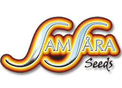 Compre Sementes de Cannabis Samsara Seeds em Hipersemillas