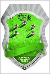 Royal Critical Auto 100% (25) *** order at Hipersemillas