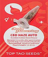 CBD Haze Auto (10) order at Hipersemillas