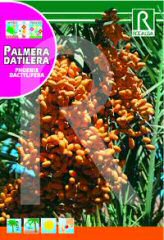 Date Palm order at Hipersemillas