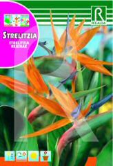 Compre Strelizia (Ave do Paraíso) em Hipersemillas