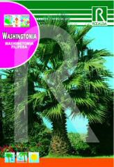 Washingtonia order at Hipersemillas