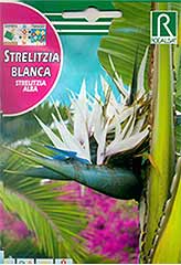 Comprar Strelitzia Blanca en Hipersemillas