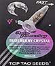 Blueberry Crystal - Top Tao Seeds