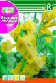 Yellow Bignonia