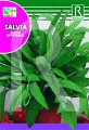 Sálvia (Salva)