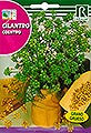 Cilantro